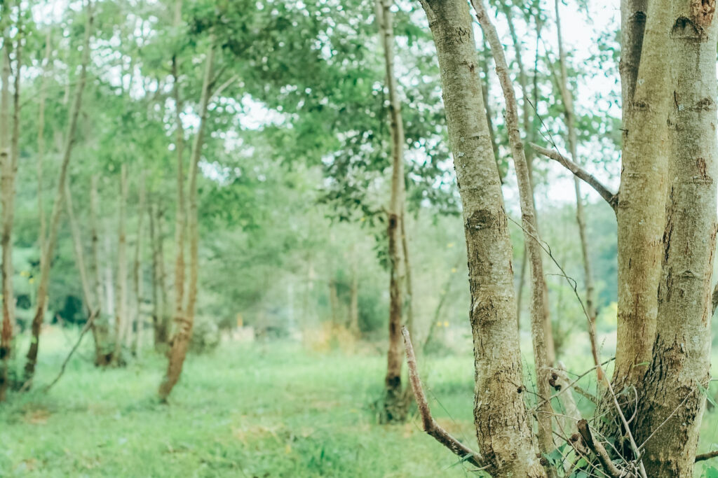 THE-NOMAD_Mt.YATSUGATAKE_52 緑豊かな八ヶ岳の森