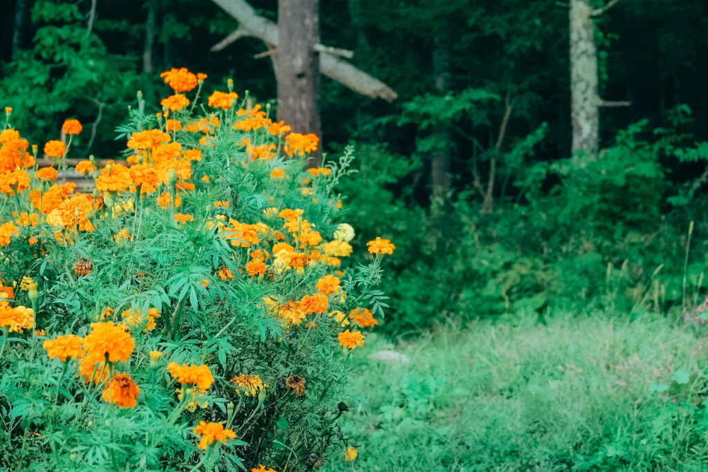 THE-NOMAD_Mt.YATSUGATAKE_53 オレンジ色の花
