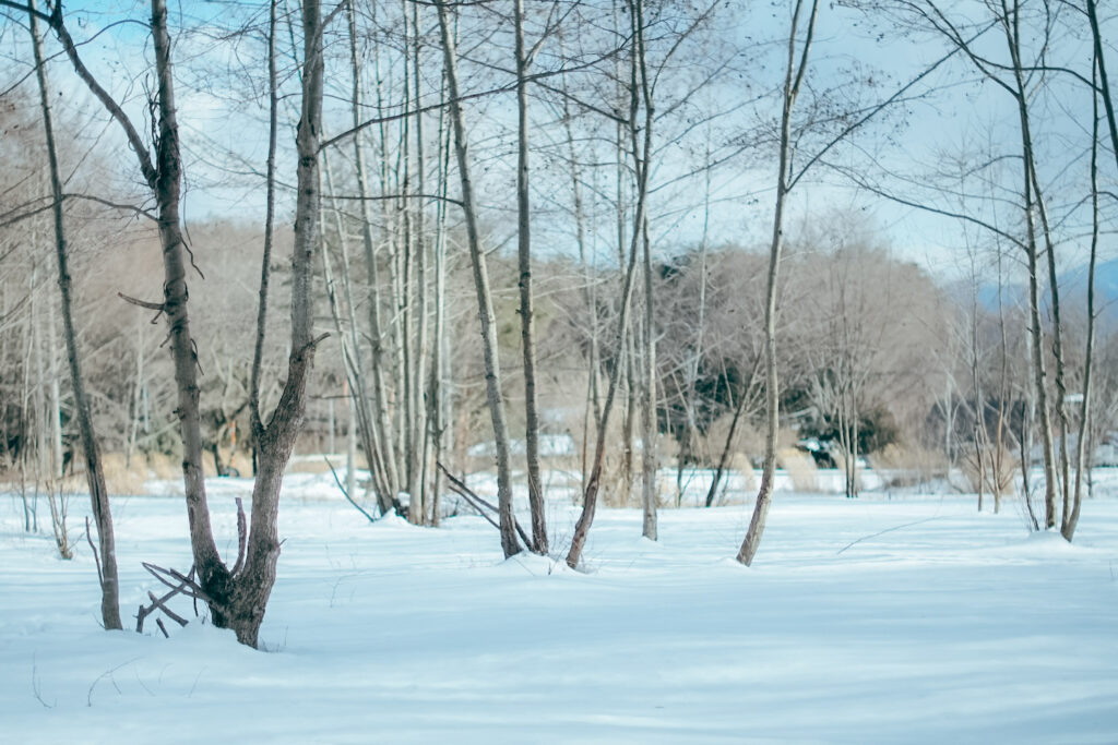 THE-NOMAD_Mt.YATSUGATAKE_56 雪が積もった八ヶ岳の林の中