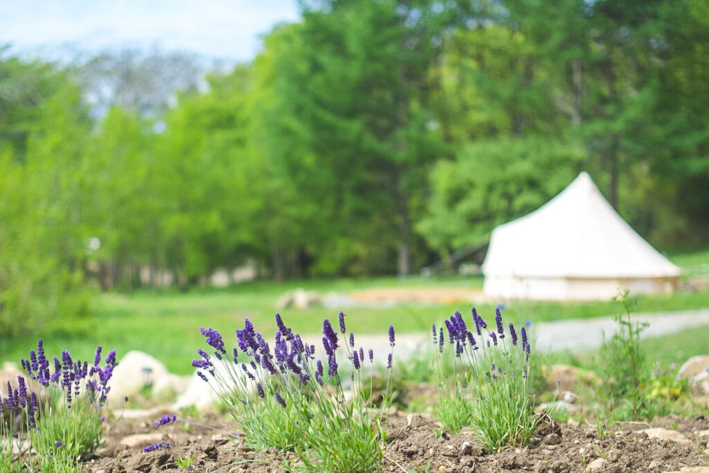 TOP-2 八ヶ岳の野に咲く花とホテルのグランピングテント