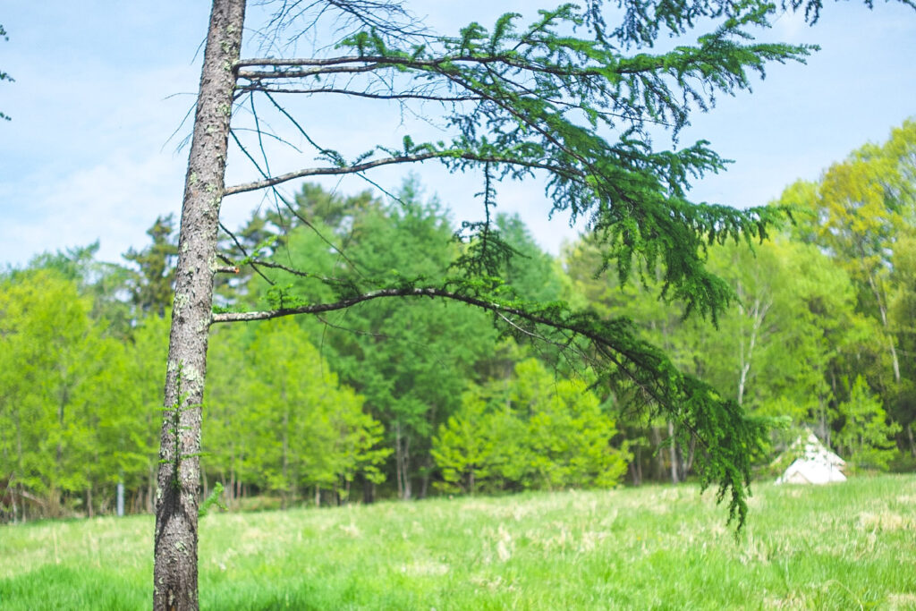 YOUR PLACE-3 八ヶ岳の森と針葉樹