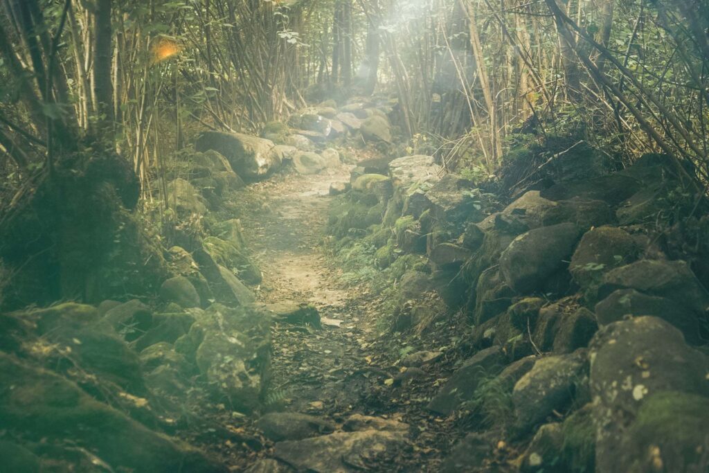 光の差す森と岩の風景