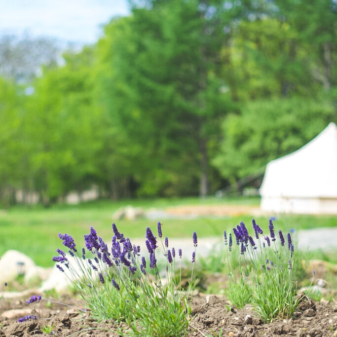八ヶ岳の野に咲く花とホテルのグランピングテント